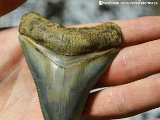 megalodon-teeth-from-dark-water-megs (2)